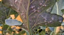 Whiteflies live on undersides of leaves - credit: Dove Associates